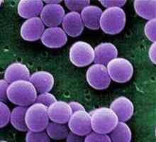 Staphylococcus aureus la copil: pericolul său, modalități de a scăpa de acesta