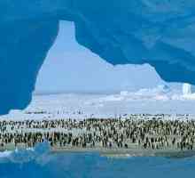 Станция `Мирный` в Антарктиде: координаты, особенности