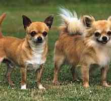 Chihuahua rasa standard: descriere și fotografie