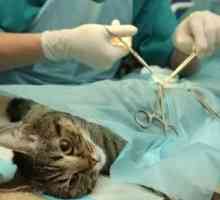Sterilizarea pisicilor: moduri de realizare