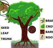 Structura arborelui: o diagramă. Caracteristicile structurii externe a copacului