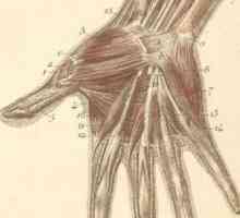Structura mâinii și încheieturii mâinii. Structura anatomică a mâinii