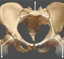 Structura sacrumului și a coccisului: anatomie și scop funcțional