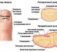 Structura unghiilor umane. Placa de unghii