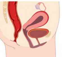 Structura labiilor. Fiziologia organelor genitale feminine