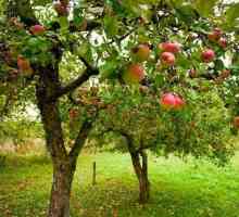 Structura semințelor de măr. Botania: cursul școlii