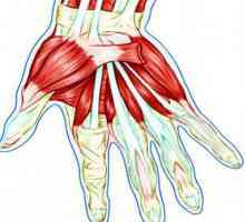 Tendințele mâinii: structura anatomică, inflamația și deteriorarea