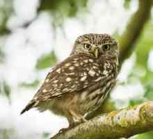 Owl - este o pasăre? Ce mănâncă brownie bufniță?