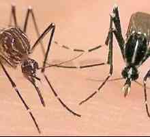 Astfel de tipuri diferite de țânțari