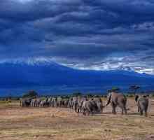 Tanzania: parcuri naționale și rezervații. Teritoriile naturale protejate special