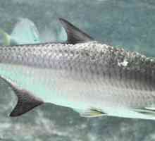 Tarpon este un pește pentru pescuit sportiv. Descrierea speciei, structurii și habitatului.