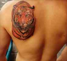 Tigrii tatuaje: credințe vechi și schițe moderne