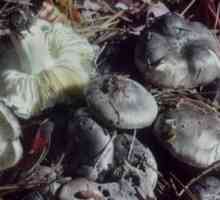 Vânătoare liniștită: ciuperci de toamnă comestibile