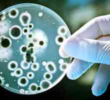 Proprietățile tinctului - baza microscopiei bacteriilor