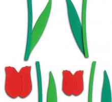 Tulip din hârtie ondulată cu mâinile tale. Lalele din hartie ondulata: master-class