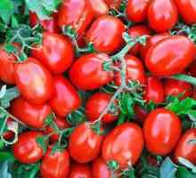 Tomato `Classic F1`: descriere, randament, recenzii