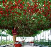 Arborele de tomate: un frumos basm sau o realitate