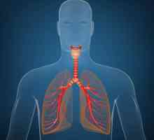 Traheea și bronhiile: funcții și boli