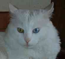 Angora turcească - pisică de frumusețe minunată