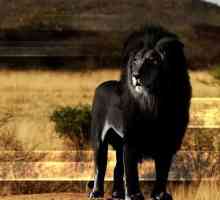 Pisici uimitoare: leii negri