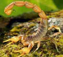 Insecte uimitoare - scorpioni
