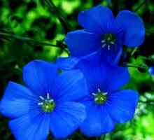 Decorarea oricărei case - o floare albastră