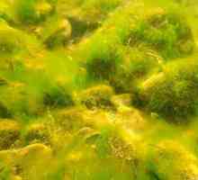 Ulotriks este o alga. Ulotriks: fotografie, descriere, reproducere