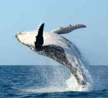 Moustached balena (fotografie). Cati dinti are o balena?