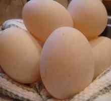 Oua de rață: beneficii și rău. Ouăle de rață mănâncă?