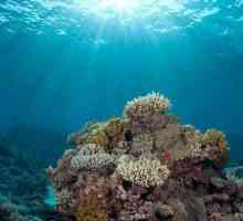 Lumea fascinantă subacvatică a oceanelor