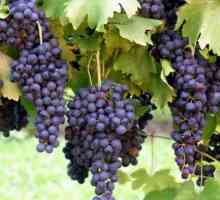 Узнаем, когда сажать виноград