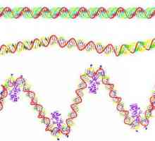Care este diferența dintre ADN și ARN?