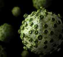 Care este efectul virușilor asupra celulei. Caracteristici, descriere și structură