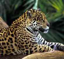În ce zonă naturală trăiește leopardul? Descrierea pisicii sălbatice
