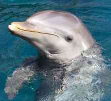 În ce zonă climatică trăiesc delfinii? O selecție de fapte interesante