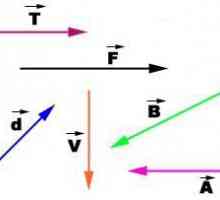 Cantitatea vectorului în fizică. Exemple de cantități vectoriale