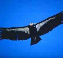 Majorda pradatorie: pasărea de condor