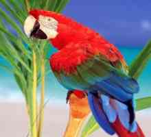 Tipul de papagali - complexitatea caracterului și farmecul comunicării