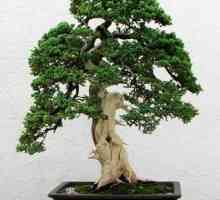 Tipuri de bonsai. Cultivarea bonsai la domiciliu