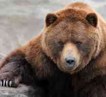 Tipuri de urși: fotografii și nume. Tipuri de ursi polari