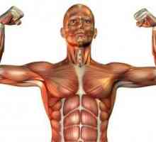 Tipuri de țesut muscular și caracteristicile acestora