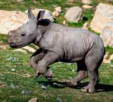 Tipuri de rinoceroză: descriere. Care este numele copilului de rinocer?