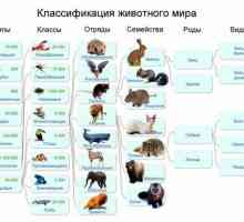 Tipuri de animale: exemple, clasificare