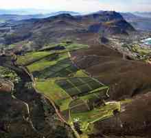 Vinuri din Africa de Sud: recenzii