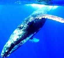 Domnitorii mării: despre unde trăiește balena și de ce este aruncată pe uscat