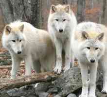 "Să nu vă fie frică de lupi nu trebuie să meargă în pădure". O mică poveste despre sensul…
