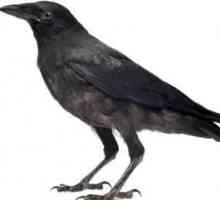 Raven și cioara: care este diferența în aspectul și comportamentul păsărilor