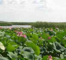 Timpul anului în care Lotusul înflorește în Astrahan