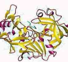 Totul despre enzima pepsină