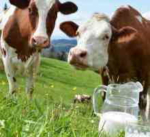 Este profitabilă păstrarea unei vaci pentru lapte: recenzii și calcule